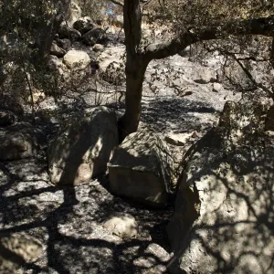 Santa Barbara Botanic Garden after the Jesusita Fire, Pritchett Trail