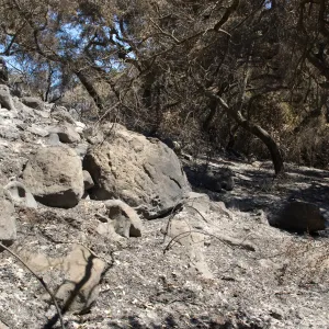 Santa Barbara Botanic Garden after the Jesusita Fire, Pritchett Trail
