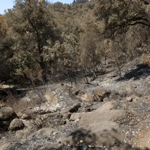 Pritchett Trail and Mission Canyon after the Jesusita Fire