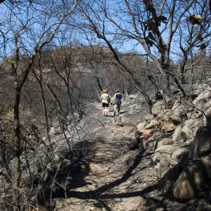 Pritchett Trail after the Jesusita Fire