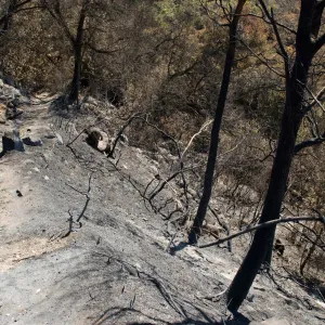 Pritchett Trail, Santa Barbara Botanic Garden after the Jesusita Fire