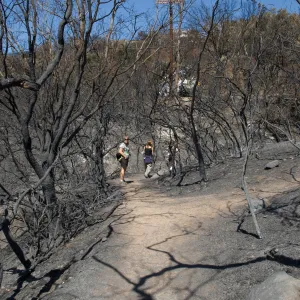 Pritchett Trail near Tunnel Road gate, after the Jesusita Fire