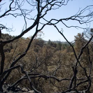 burned canopy above Mission Canyon after the Jesusita Fire