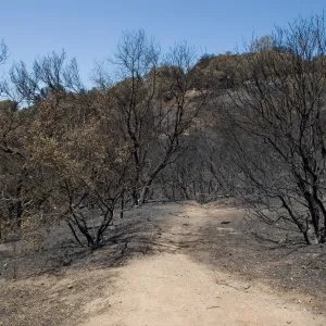 top of Pritchett Trail near Tunnel Road gate after the Jesusita Fire