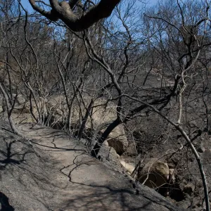 Pritchett Trail after the Jesusita Fire