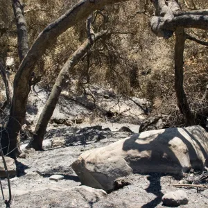 slope below Pritchett Trail after the Jesusita Fire