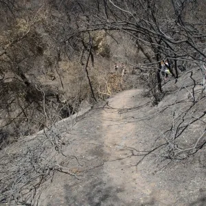 Pritchett Trail after the Jesusita Fire