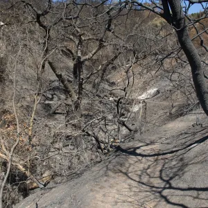 drainage at hair-pin curve on Pritchett Trail, belowTunnel Road after the Jesusita Fire