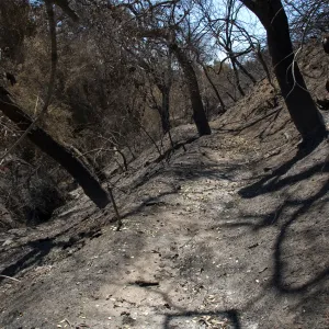 Pritchett Trail after the Jesusita Fire