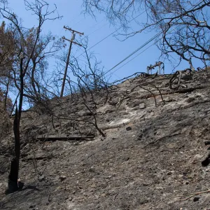 Pritchett Trail slope below Tunnel Road after the Jesusita Fire