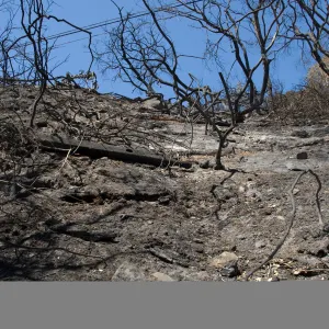 slope between Tunnel Road and Pritchett Trail after the Jesusita Fire