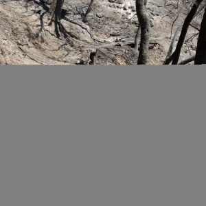 burned railroad tie retaining wall on Pritchett Trail after the Jesusita Fire