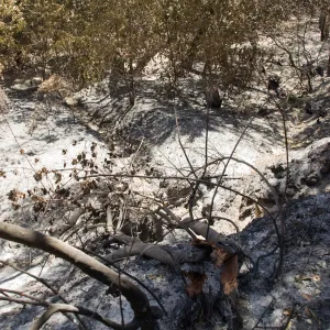 drainage slope below Pritchett Trail after the Jesusita Fire
