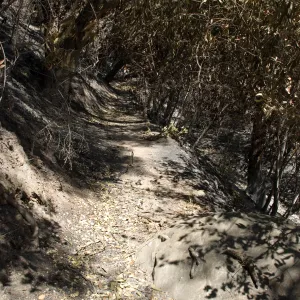 Pritchett Trail near canyon bottom entrance after the Jesusita Fire
