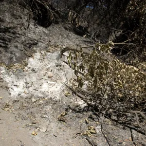 hot white ash, Pritchett Trail, after the Jesusita Fire