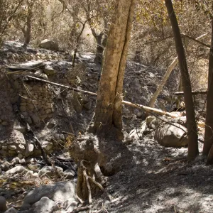 Campbell Bridge after the Jesusita Fire