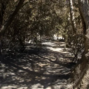 Canyon Trail after the Jesusita Fire