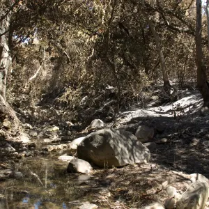 Mission Creek and Creek Trail after the Jesusita Fire