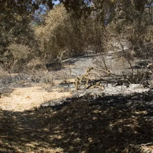 The Island Section after the Jesusita Fire