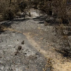 trail near the top of the Island Section after the Jesusita Fire