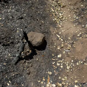 melted irrigation line in the Island Section, after the Jesusita Fire