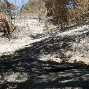 Mission Canyon slope below Tunnel Road after the Jesusita Fire