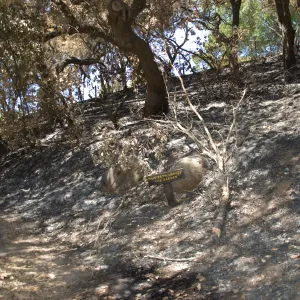 path exiting the Garden to Tunnel road from the Island Section after the Jesusita Fire