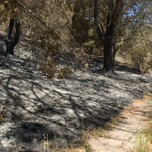 Island Section after the Jesusita Fire