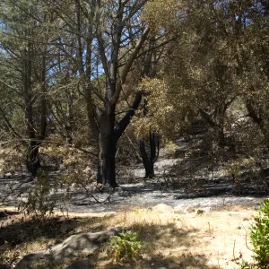 burned trees in Island Section after the Jesusita Fire