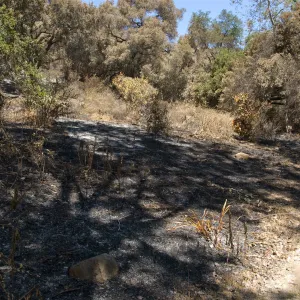 Island Section loop trail after the Jesusita Fire