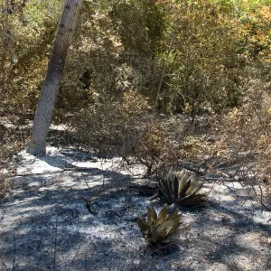 burned vegetation in the Island Section after the Jesusita Fire