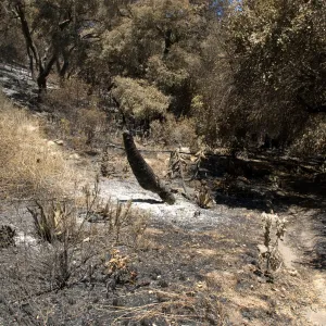 burned vegetation in the Island Section after the Jesusita Fire