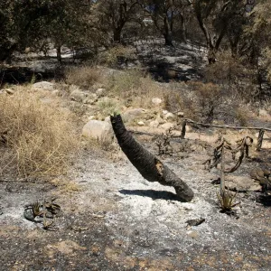 burned vegetation in Island Section, view to Tunnel Road, after the Jesusita Fire