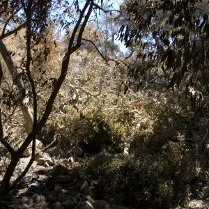 burned vegetation along Creek Trail after the Jesusita Fire