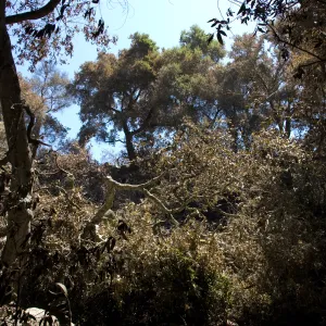 burned vegetation in Mission Canyon after the Jesusita Fire