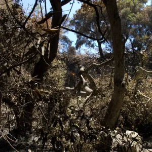Tree broken in high winds after the Jesusita Fire
