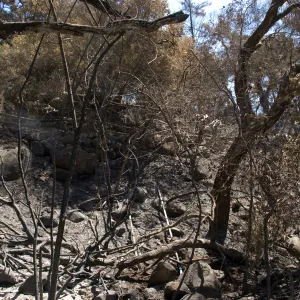 slope below Campbell Trail after the Jesusita Fire