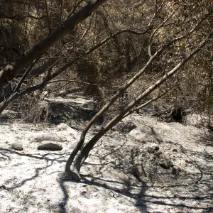 ash and burned vegetation in bottom of Mission Canyon after the Jesusita Fire