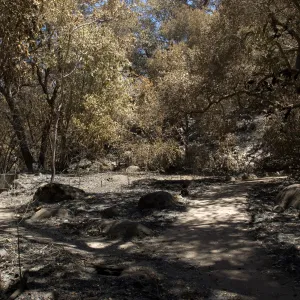 Campbell Bench, stone bench on Campbell Trail after the Jesusita Fire