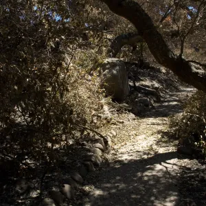 Campbell Trail after the Jesusita Fire