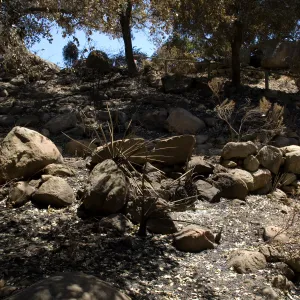 canyon slope between Campbell Traill and staircase to Meadow Oaks