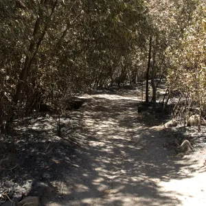 Canyon Trail after the Jesusita Fire