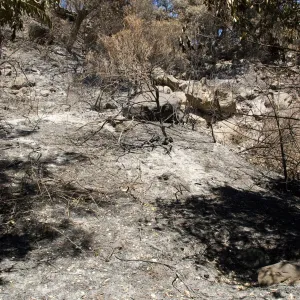 burned canyon slope below Pritchett Trail and Tunnel Road after the Jesusita Fire