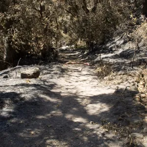 Canyon Trail with flagged log marking collapsed culvert after the Jesusita Fire