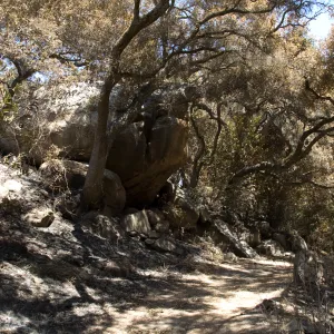 Canyon Trail after the Jesusita Fire
