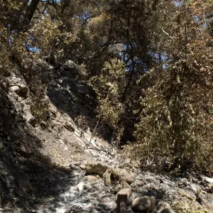 slope of Mission Canyon just above Mission Dam after the Jesusita Fire