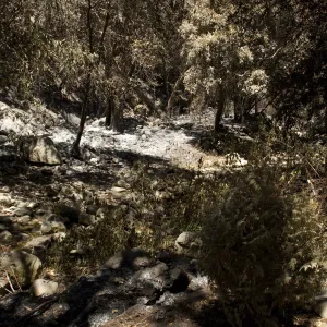 Mission Creek adjacent to Redwood Section after the Jesusita Fire