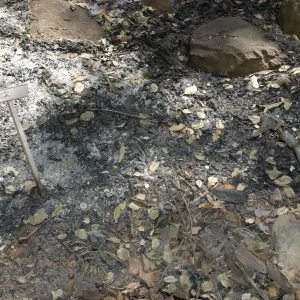 ash and melted plant markers after the Jesusita Fire
