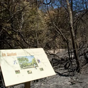 Oak Woodland sign in burned Woodland Trail section after the Jesusita Fire