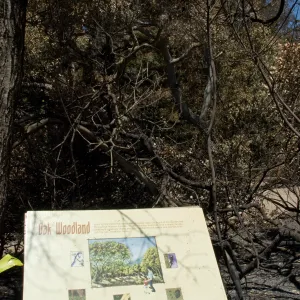Oak Woodland sign in burned Woodland Trail section after the Jesusita Fire